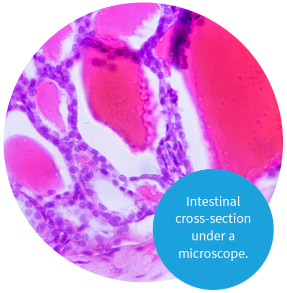 Intestinal cross-section